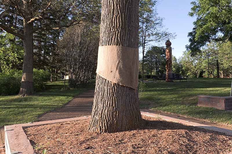 A horizontal image of a tree wrapped with burlap growing in a park.