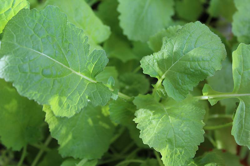 A close up horizontal image of seedling turnip greens growing in the garden.