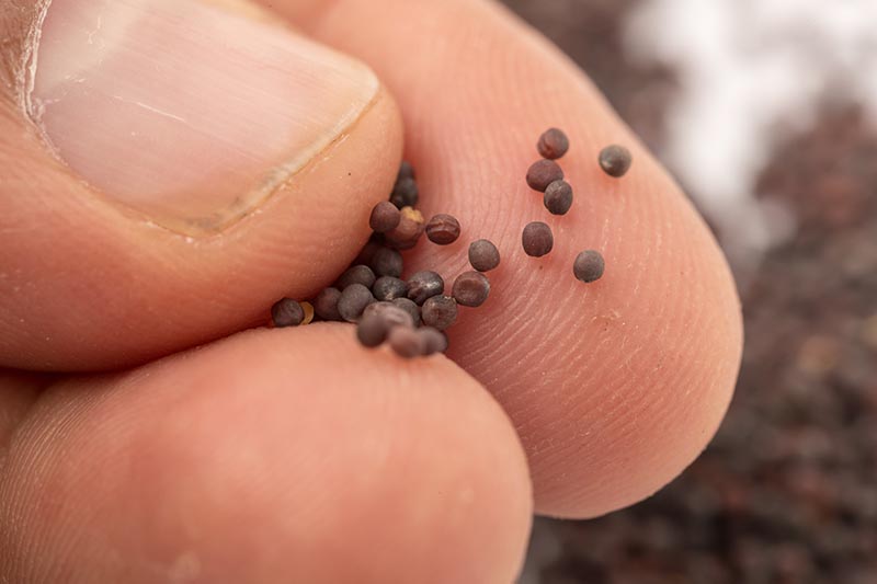 A close up horizontal image of a hand holding tiny turnip seeds pictured on a soft focus background.