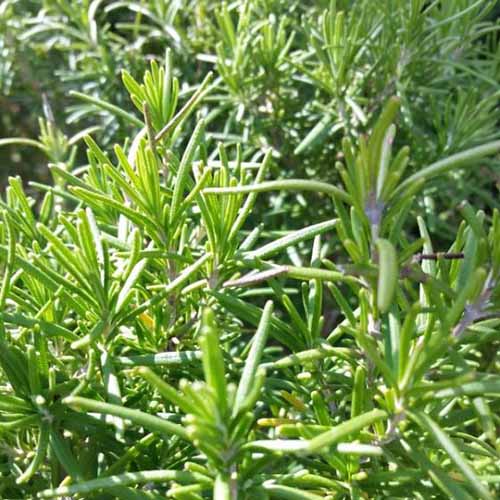 A close up square image of 'Tuscan Blue' rosemary growing in the garden pictured in bright sunshine.