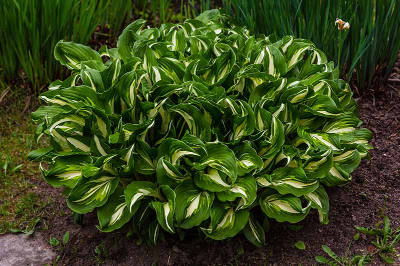 A close up horizontal image of a variegated hosta plant growing in a garden bed.