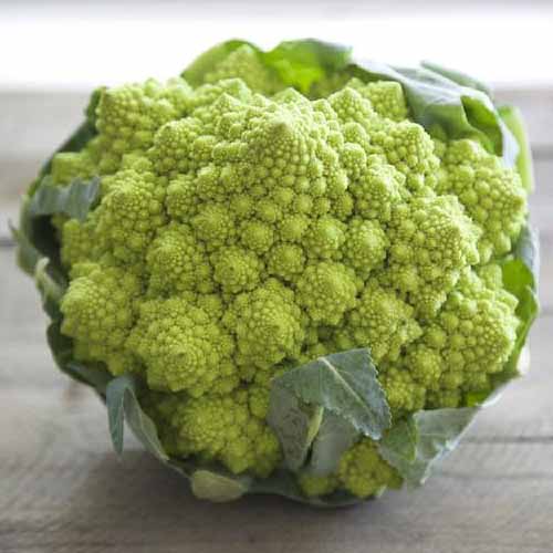 A close up square image of a freshly harvested 'Veronica' Romanesco broccoli set on a wooden surface.
