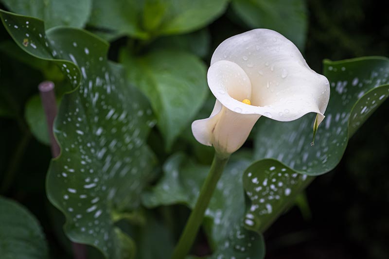 A close up horizontal image of a white calla lily flower growing in the garden with foliage in soft focus in the background.