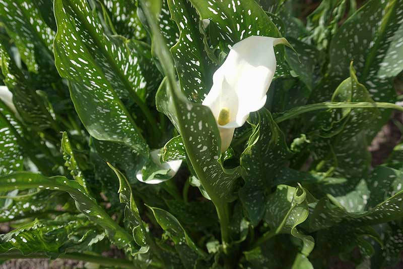 A close up horizontal image of a white calla lily with variegated cream and green foliage growing in a garden border.