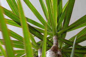 A close up horizontal image of a Dracaena marginata plant pictured from below, growing in a pot indoors.