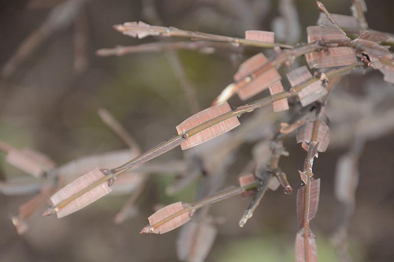 A close up horizontal image of the branches of a winged spindle tree, aka Euonymus alatus, pictured on a soft focus background.
