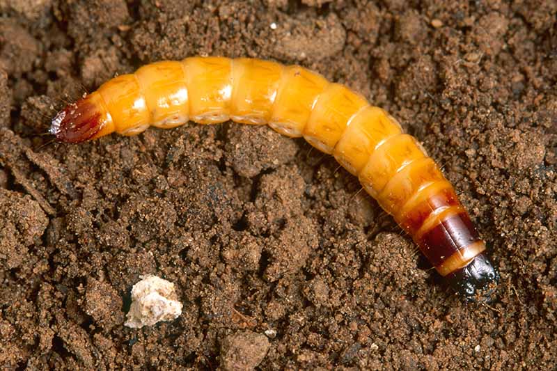 A close up horizontal image of a wireworm larvae on the surface of the soil.