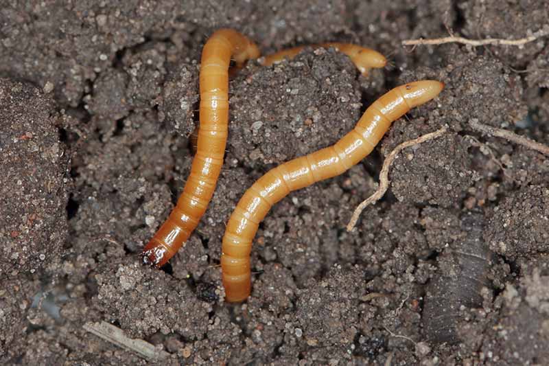 A close up horizontal image of two wireworms on the surface of the soil.
