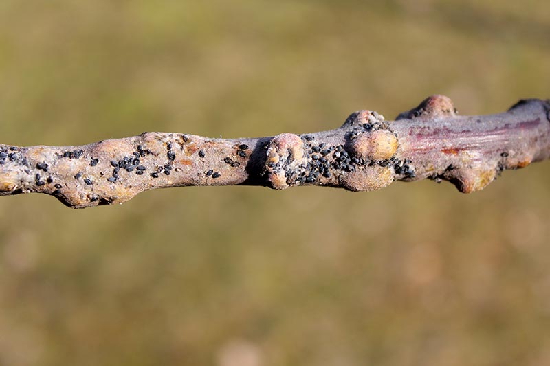 A close up horizontal image of the branch of an apple tree showing damage from woolly aphids pictured on a soft focus background.