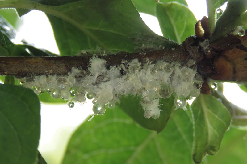 A close up horizontal image of the branch of a tree infested with woolly aphids (Eriosoma lanigerum) pictured on a soft focus background.