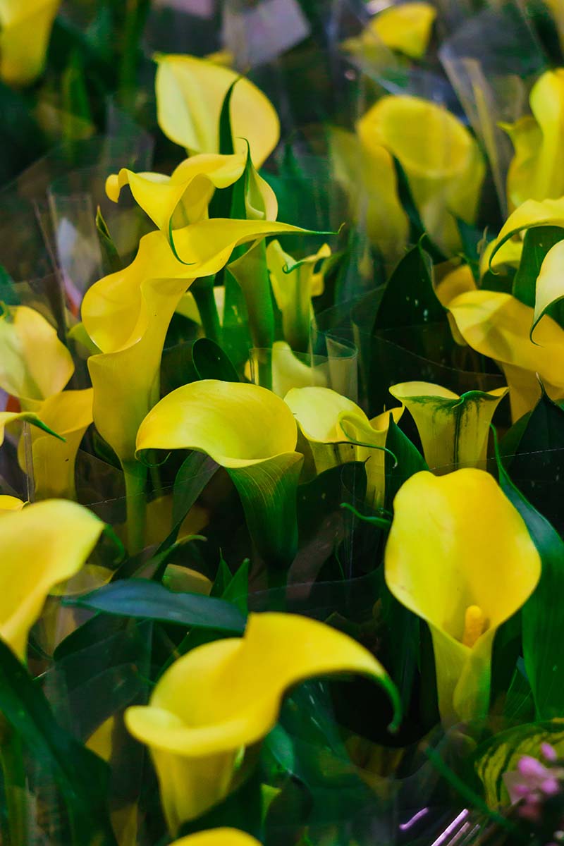 A close up vertical image of bright yellow Zantedeschia flowers arranged in a bouquet.