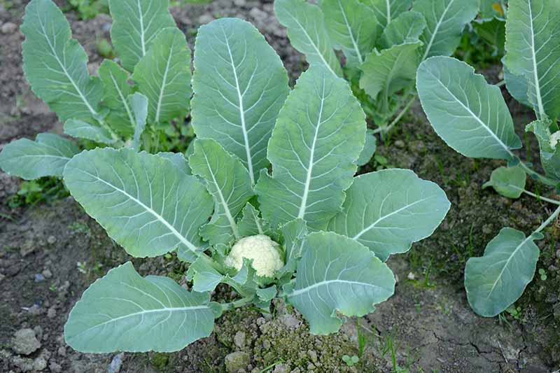 A horizontal image of rows of cauliflower plants growing in the garden with small white heads and blue-gray foliage.