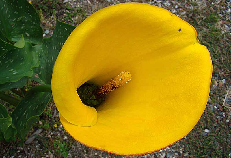 A close up horizontal image of a bright yellow Zantedeschia jucunda flower growing in the garden.