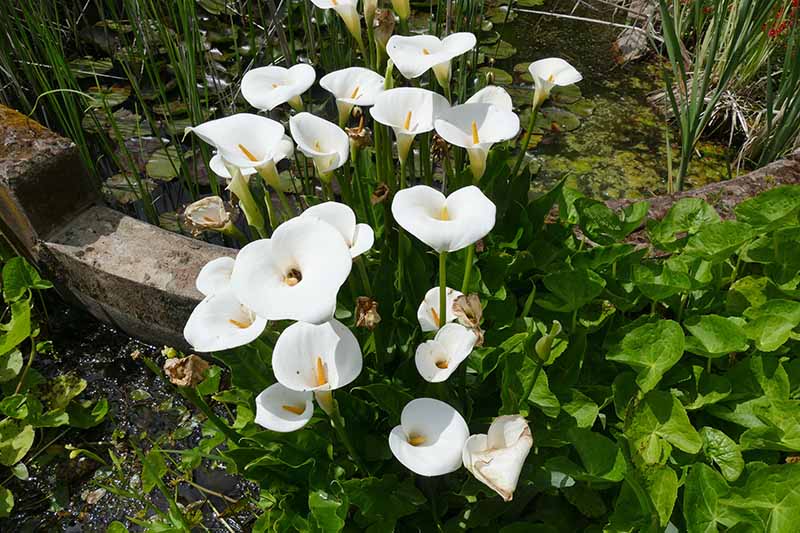 A close up horizontal image of the white flowers of Zantedeschia odorata growing in a garden border next to a pond.