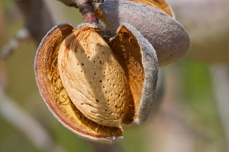 A close up horizontal image of the split hull of a ripe almond pictured on a soft focus background.