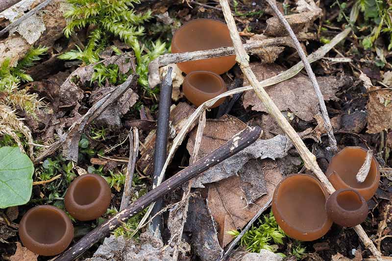 A close up horizontal image of anemone cup mushrooms (Dumontinia tuberosa) growing in the garden.