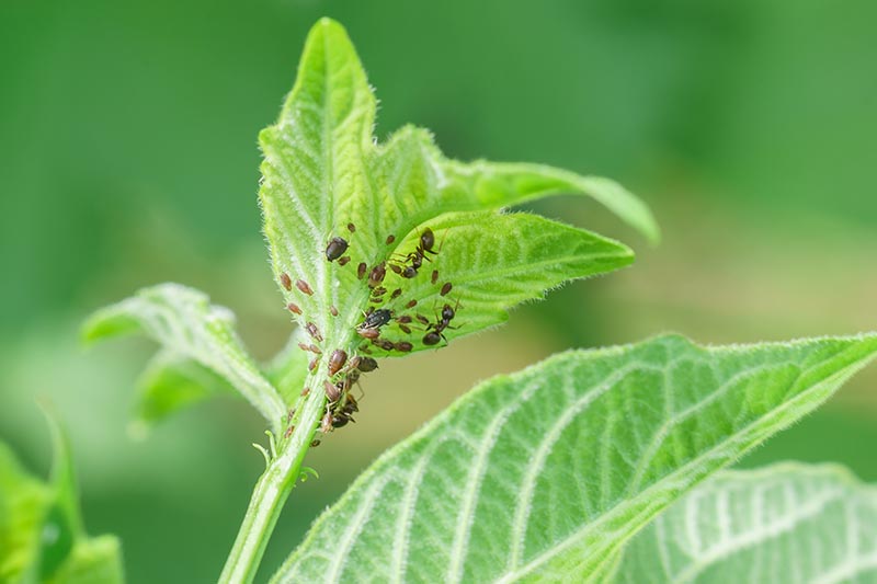A close up horizontal image of young viburnum shoots infested with ants and aphids pictured on a soft focus background.