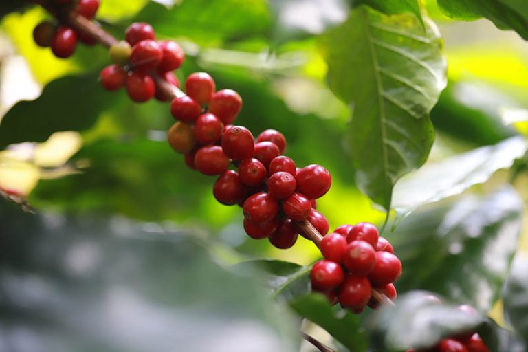 Arabica Coffee Beans Growing On The Shrub 768x512 