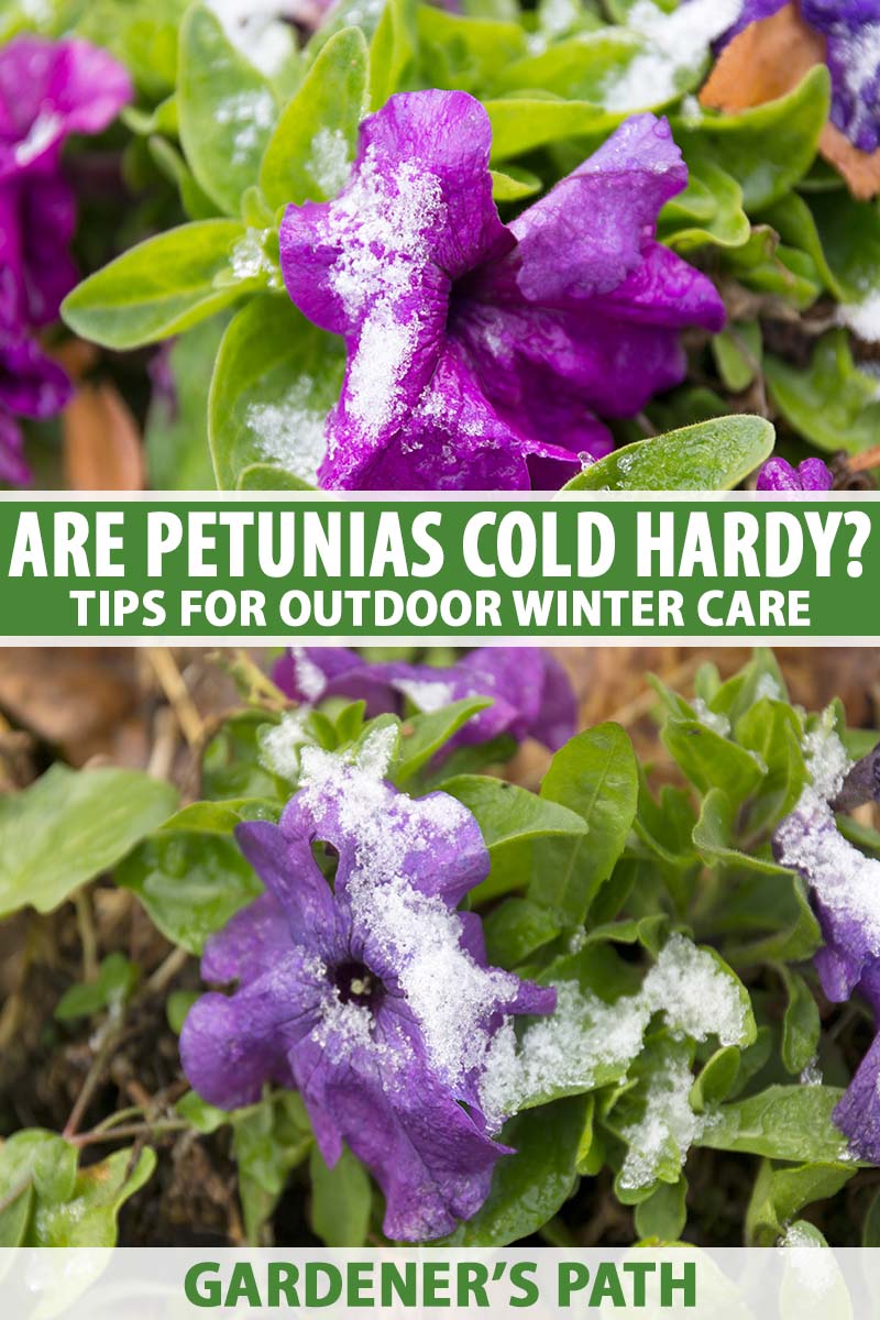 A close up vertical image of two pictures one on top of the other of petunias growing outdoors with a light dusting of snow. To the center and bottom of the frame is green and white printed text.