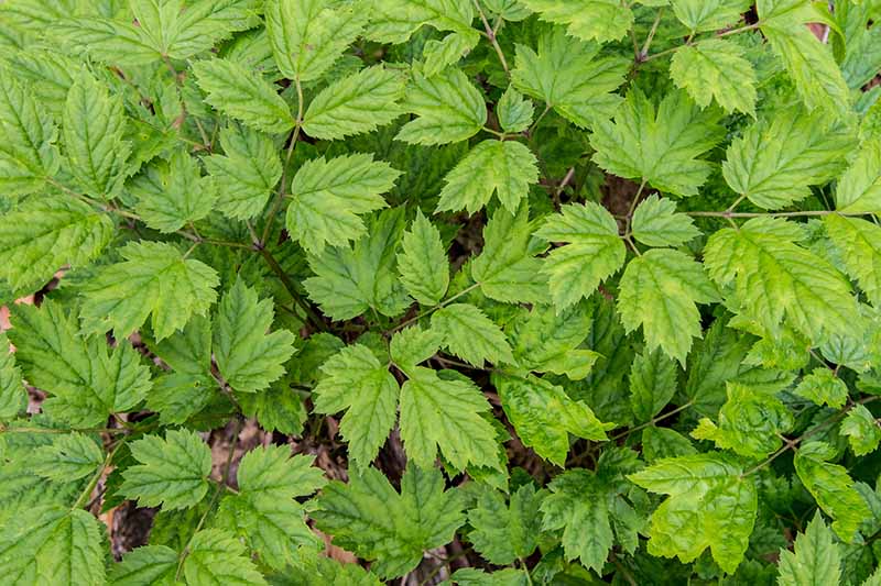A close up horizontal image of baneberry foliage growing in the garden.