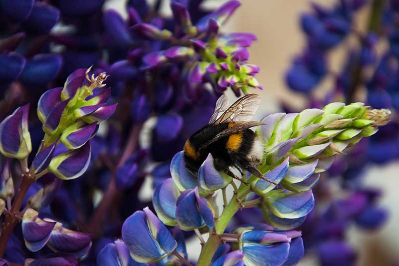 A close up horizontal image of a bee feeding from purple lupine flowers pictured on a soft focus background.