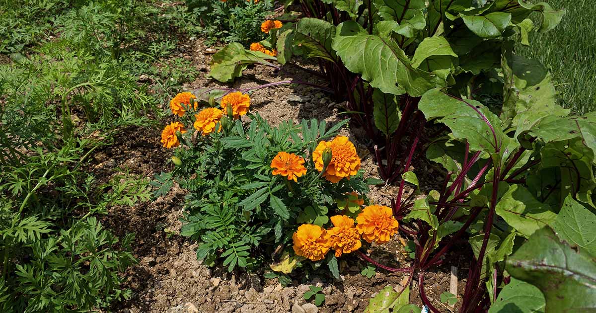 The Benefits of Companion Planting | Gardener's Path