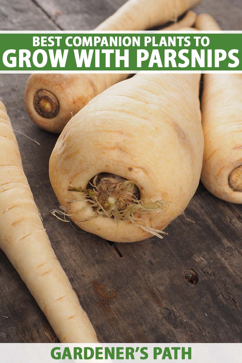 A close up vertical image of parsnips set on a wooden surface. To the top and bottom of the frame is green and white printed text.