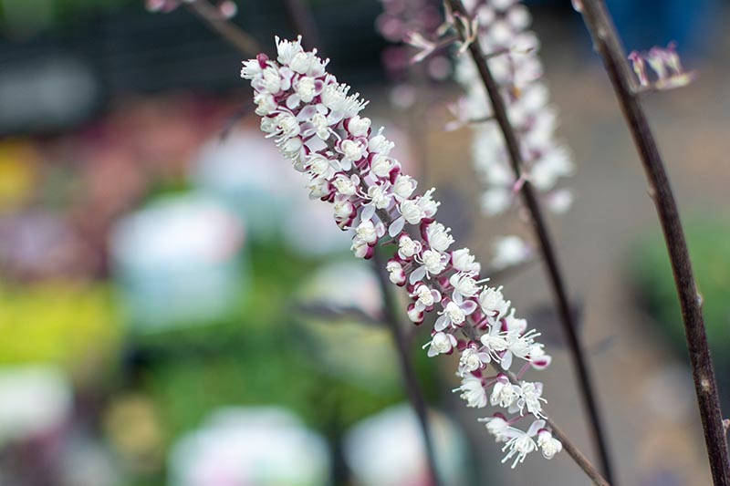 A close up horizontal image of the flowers of a black cohosh plant pictured on a soft focus background.