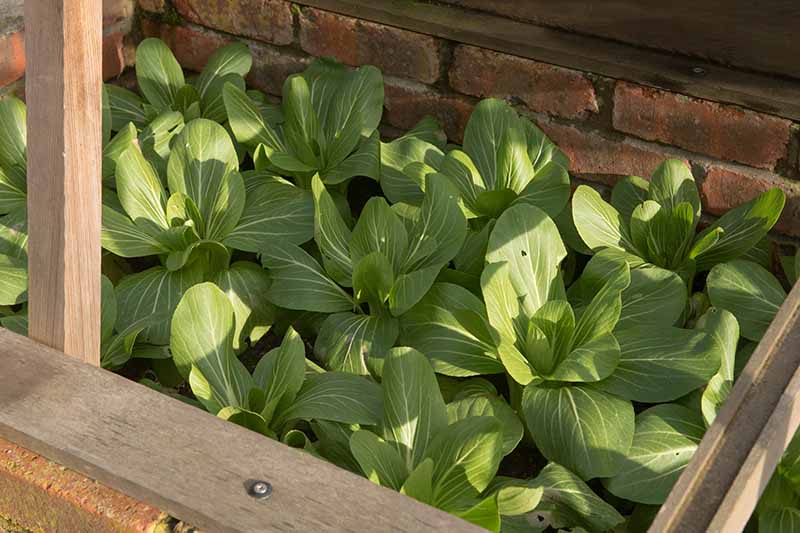 A close up horizontal image of bok choy growing in a raised garden bed in part shade pictured in light filtered sunshine.