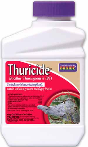 A close up vertical image of the packaging of Bonide Thuricide isolated on a white background.