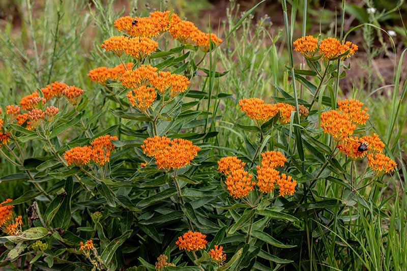 A close up horizontal image of orange butterflyweed (Asclepias tuberosa) growing in the garden.
