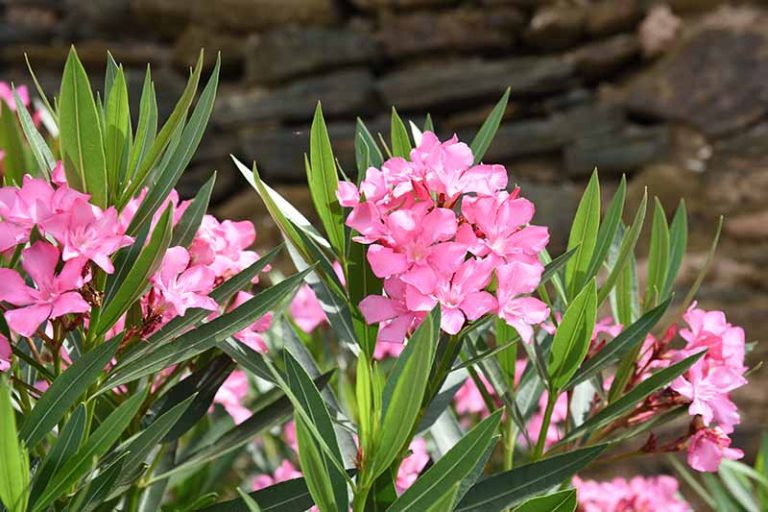 Gardeners, Beware! Oleander Is Poisonous When Eaten