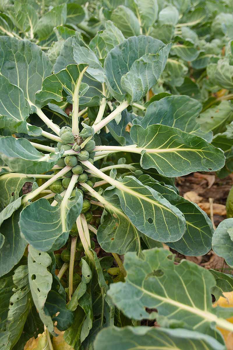 A close up vertical image of a brussels sprout plant that has not been pruned, with large leaves in between the developing heads.
