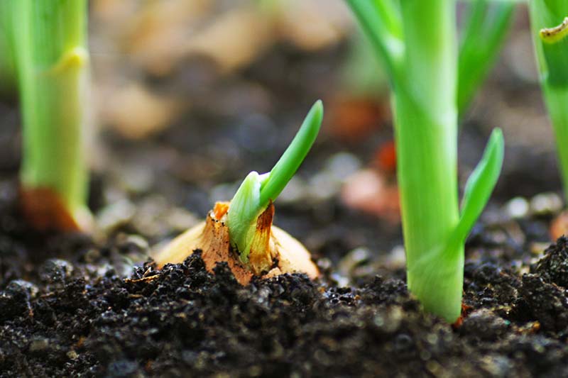 A close up horizontal image of onions growing in the garden pictured on a soft focus background.