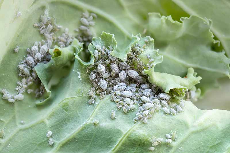 A close up horizontal image of aphids infesting a cabbage leaf.