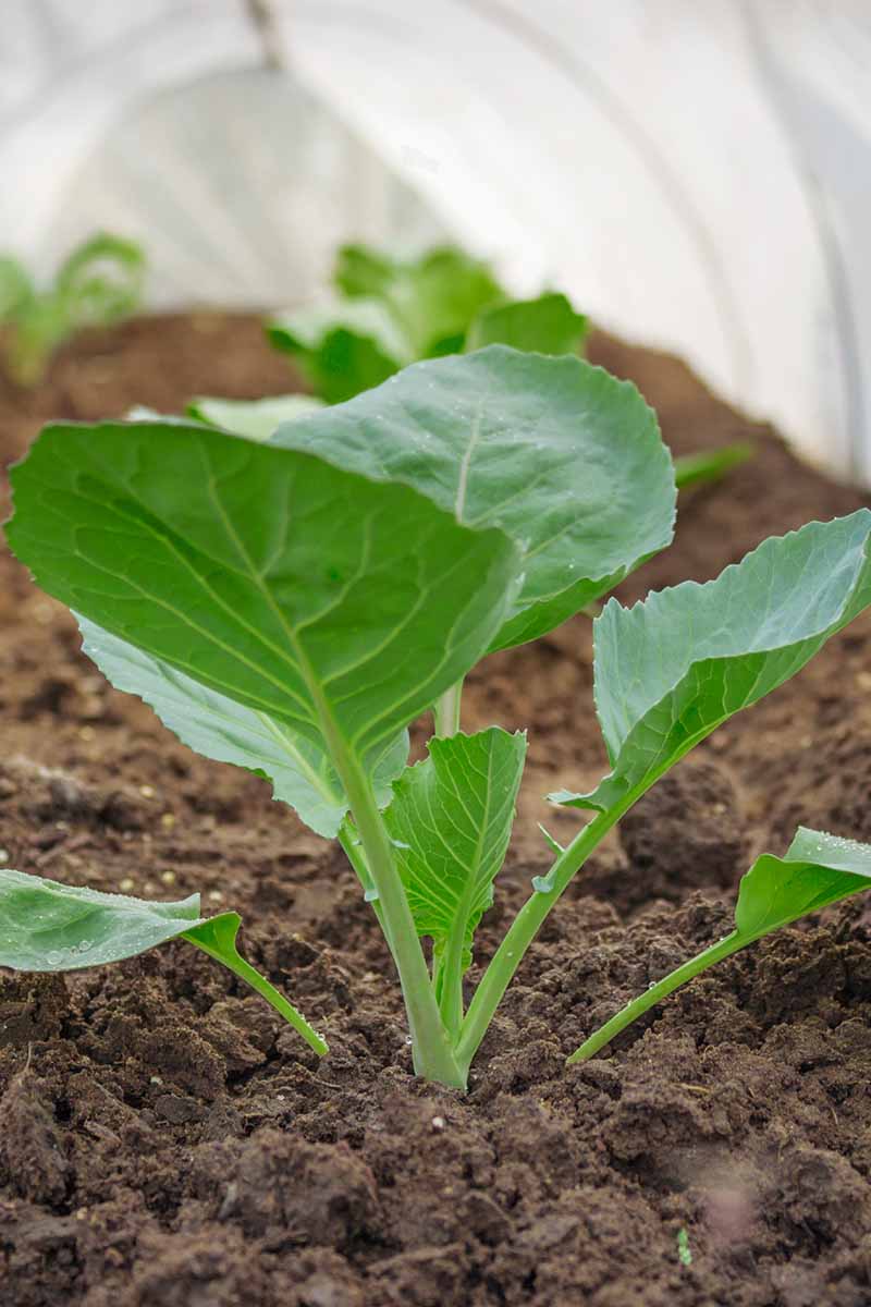A close up vertical image of cabbage seedlings growing under floating row covers to protect from frost.