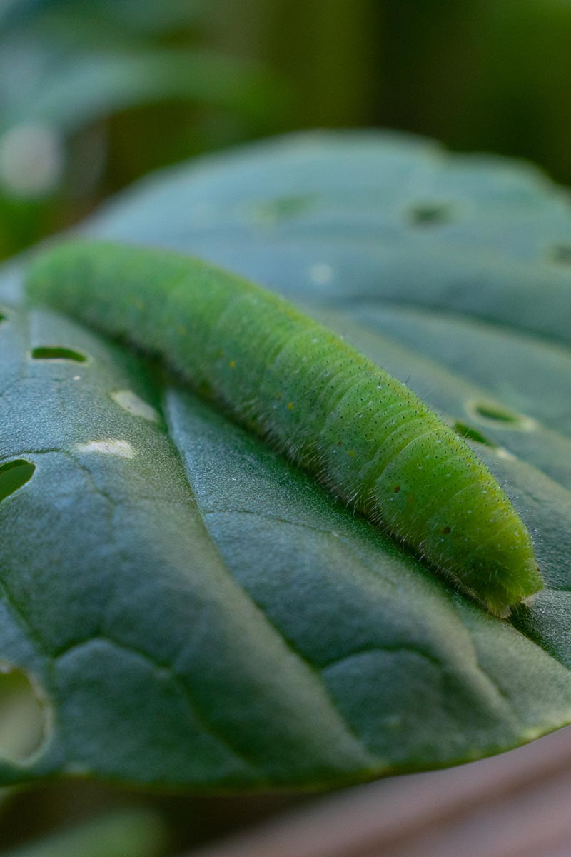 A close up vertical image of a cabbage worm caterpillar (Pieris rapae) munching holes in a green leaf.