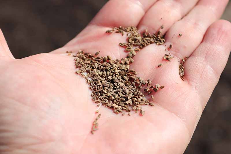 A close up horizontal image of an open palm with a pile of carrot seeds.