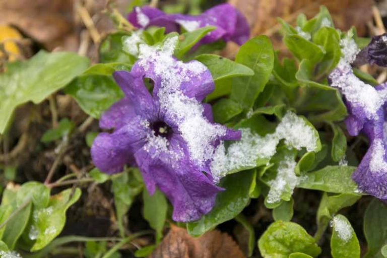 Are Petunias Cold Hardy? Tips for Outdoor Winter Care