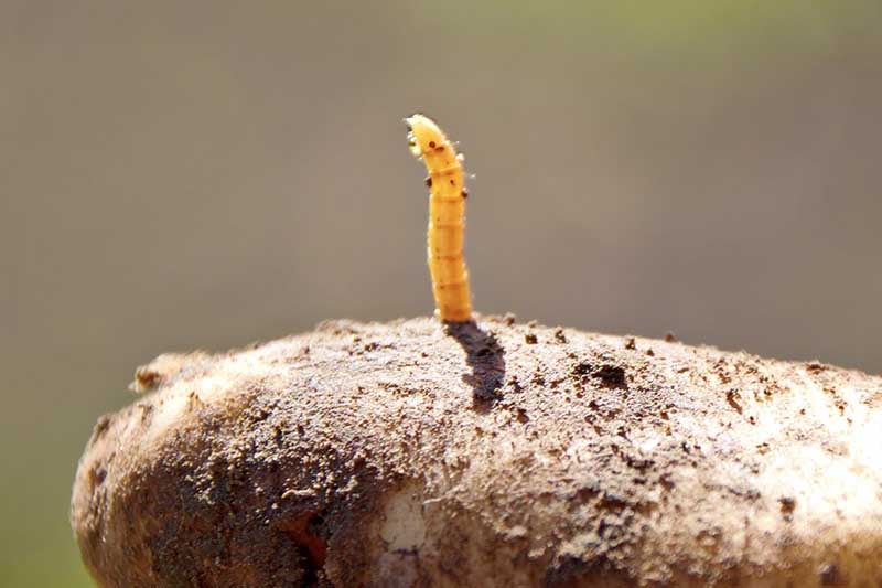 A close up horizontal image of a wireworm poking out from a potato pictured on a soft focus background.