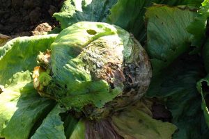 How to Identify and Prevent Common Lettuce Diseases