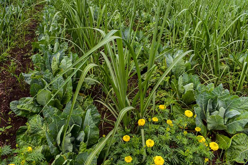 Крупным планом горизонтальное изображение бархатцев, растущих в огороде.