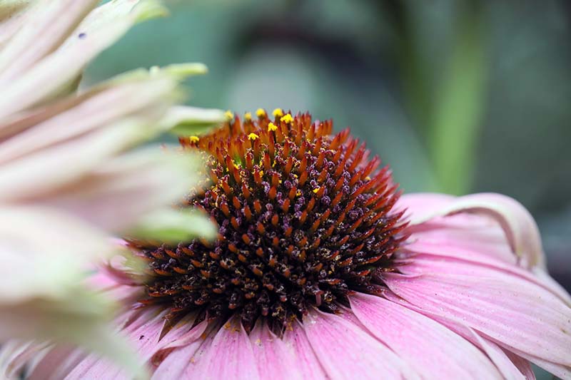 A close up horizontal image of the center disc of a pink coneflower pictured on a soft focus background.