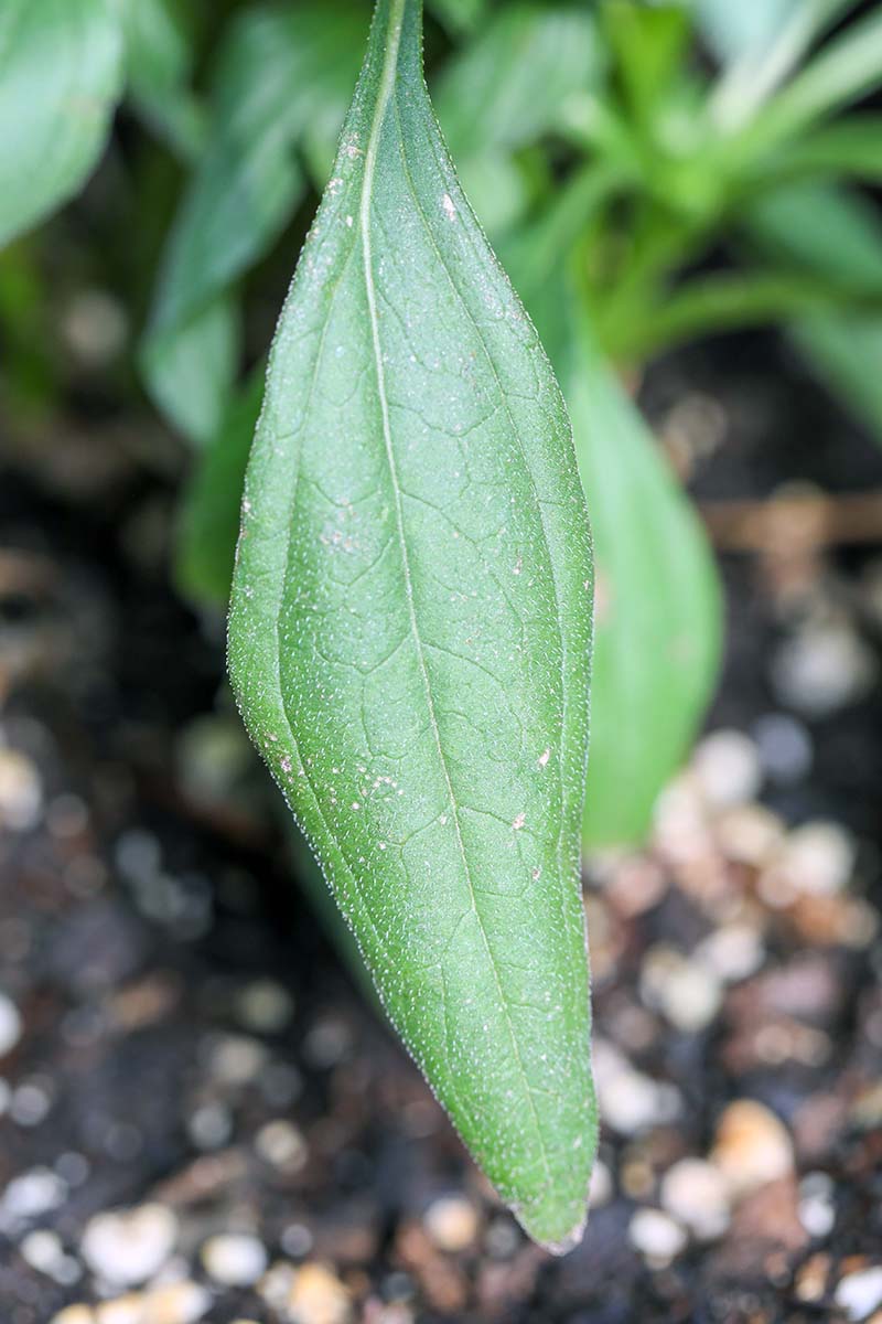 A close up vertical image of the foliage of an echinacea plant pictured on a soft focus background.