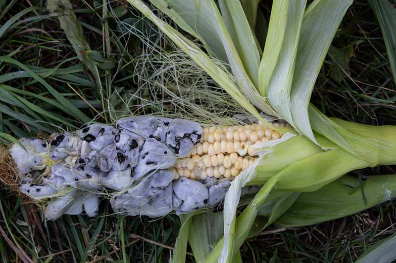 A close up horizontal image of an ear of corn infected with smut, a fungal disease that creates dark galls to appear.