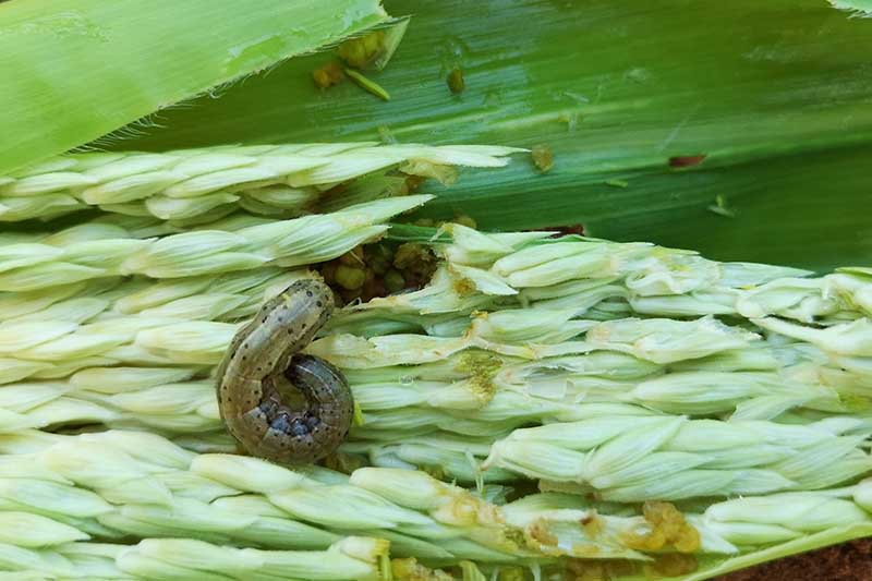 A close up horizontal image of a corn cob that is infested with corn earworms.