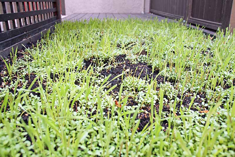 A close up horizontal image of a small backyard garden planted with a cover crop for the winter months.