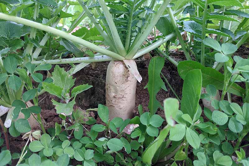 A close up horizontal image of daikon radishes growing in the garden.