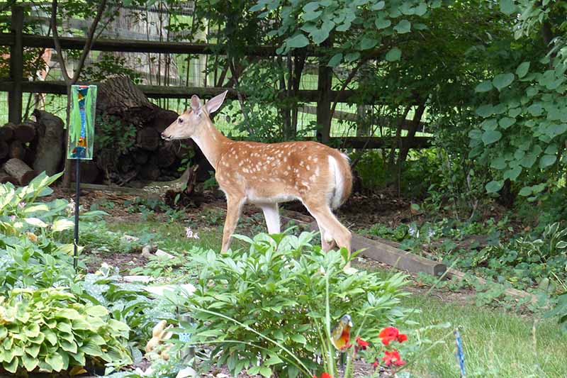 A close up horizontal image of a deer in a backyard garden.