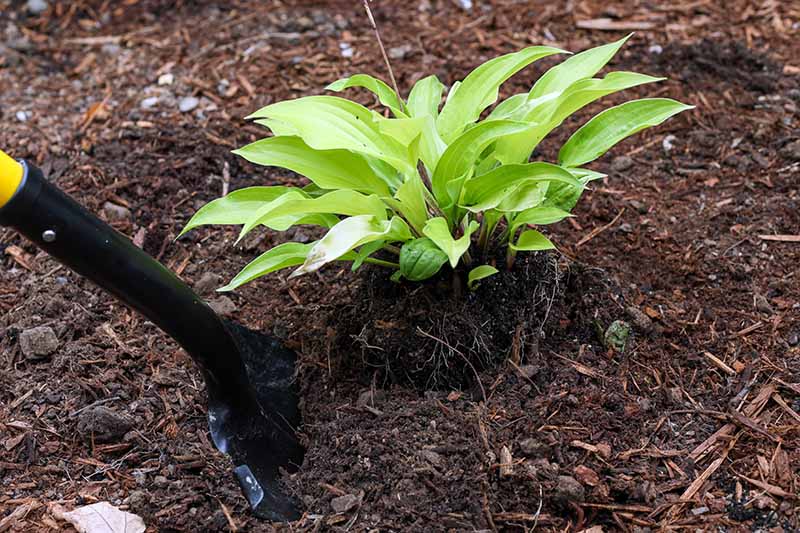 A close up horizontal image of a gardener using a spade to dig up a small hosta plant.
